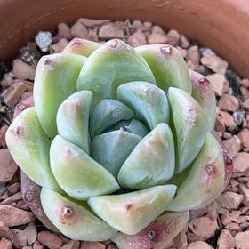 Photo of the plant species Shih Tzu by @TexasBuckeye named Echeveria Shih Tzu on Greg, the plant care app