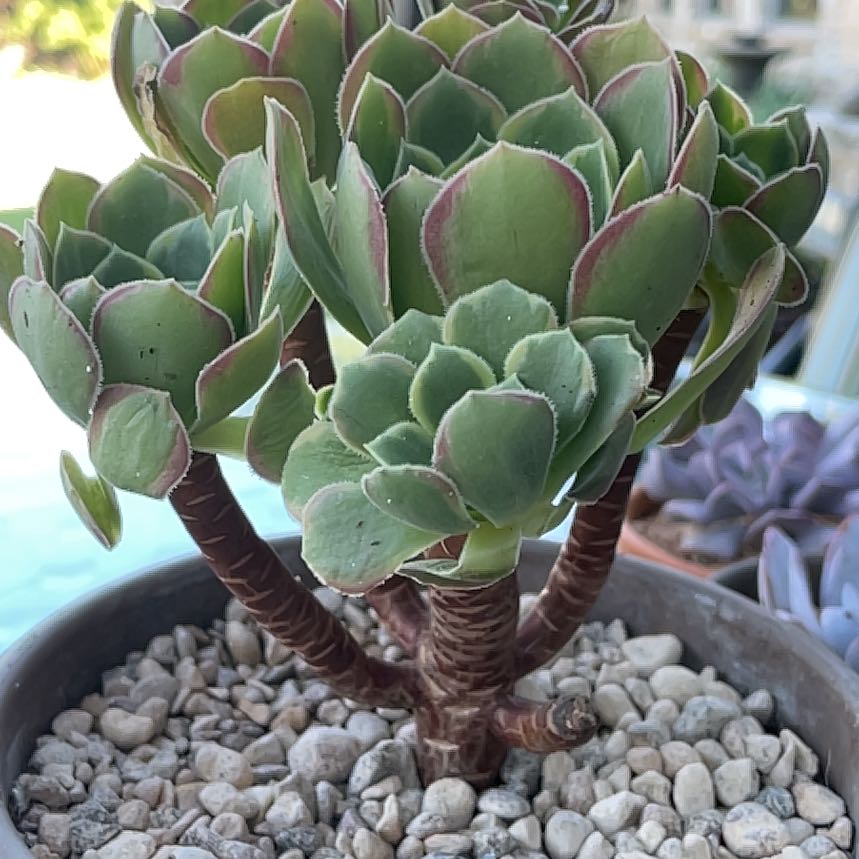 Plant care for Echeveria 'Meira' on Greg, the plant care app