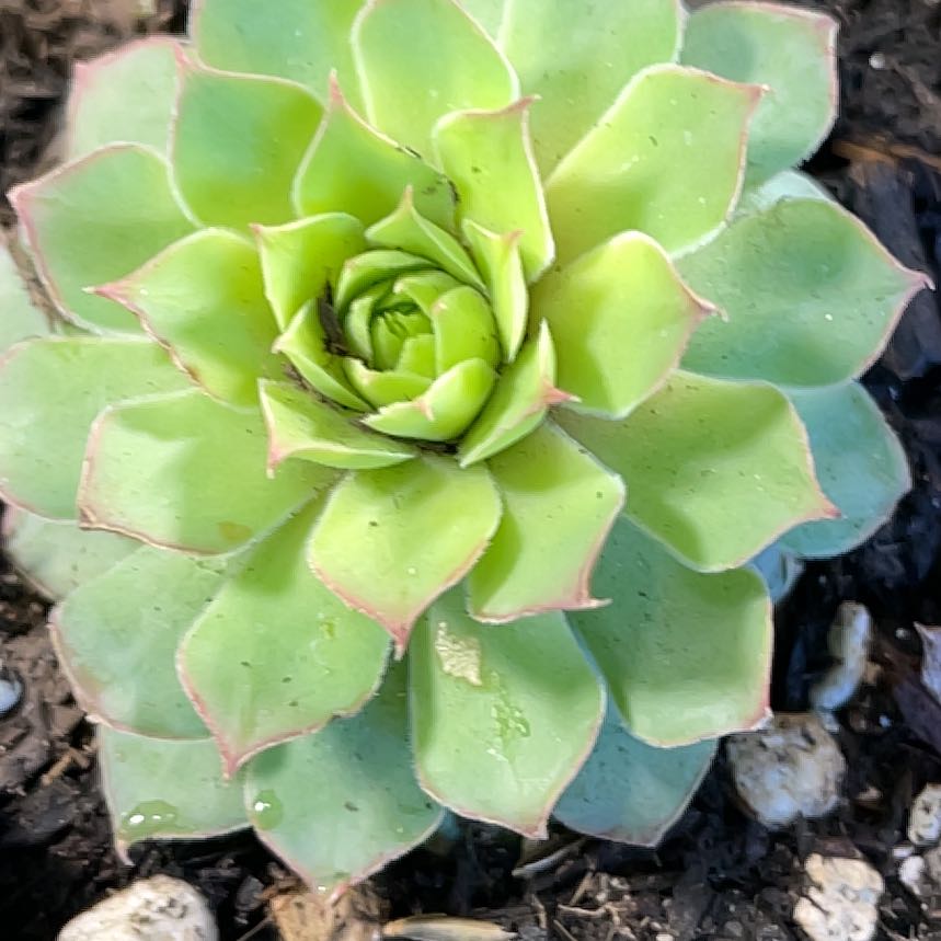 Photo of the plant species Gold Nugget Hens and Chicks by @TexasBuckeye named Pot 18 / Chickie on Greg, the plant care app