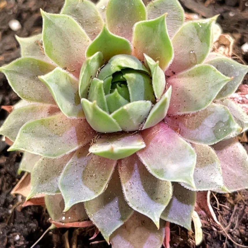 Photo of the plant species Woolcott's Variety Hens and Chicks by @TexasBuckeye named Pot 18 / Wooly on Greg, the plant care app