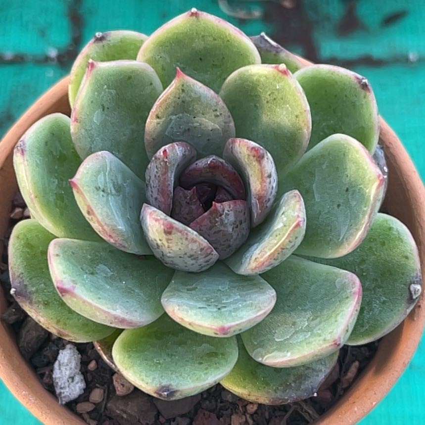 Echeveria 'Dark Moon' succulent in a pot, healthy and well-maintained.