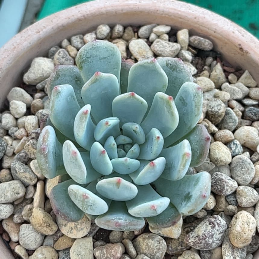 Photo of the plant species biante by @TexasBuckeye named Echeveria / Beyoncé on Greg, the plant care app