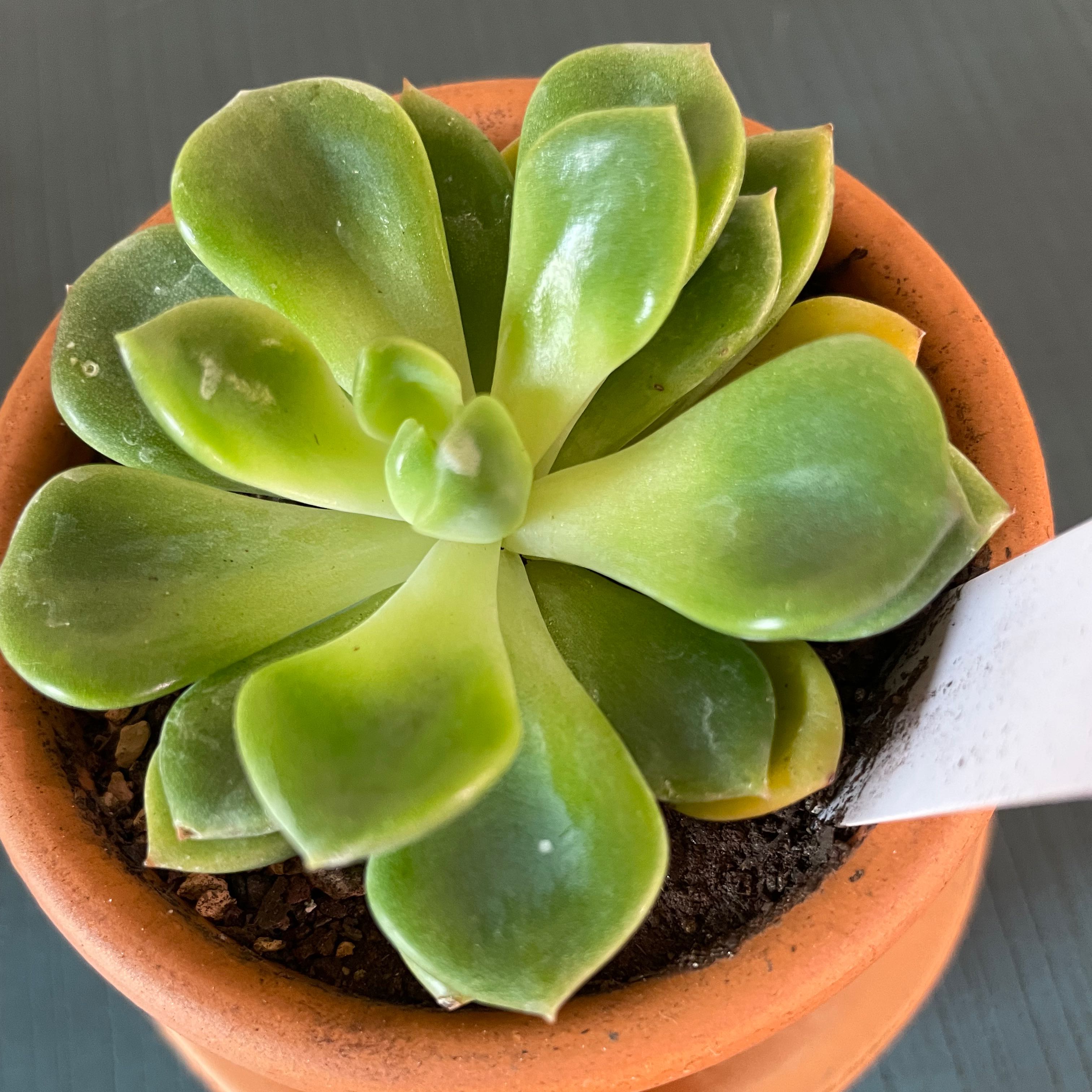 Photo of the plant species Frank Reninelt Echeveria by @TexasBuckeye named Echeveria agavoides Fanta on Greg, the plant care app