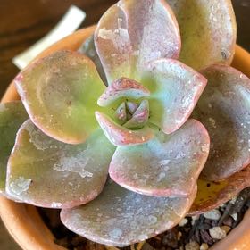 Photo of the plant species Graptoveria 'Mrs Richards' Variegated by @TexasBuckeye named Grammy on Greg, the plant care app