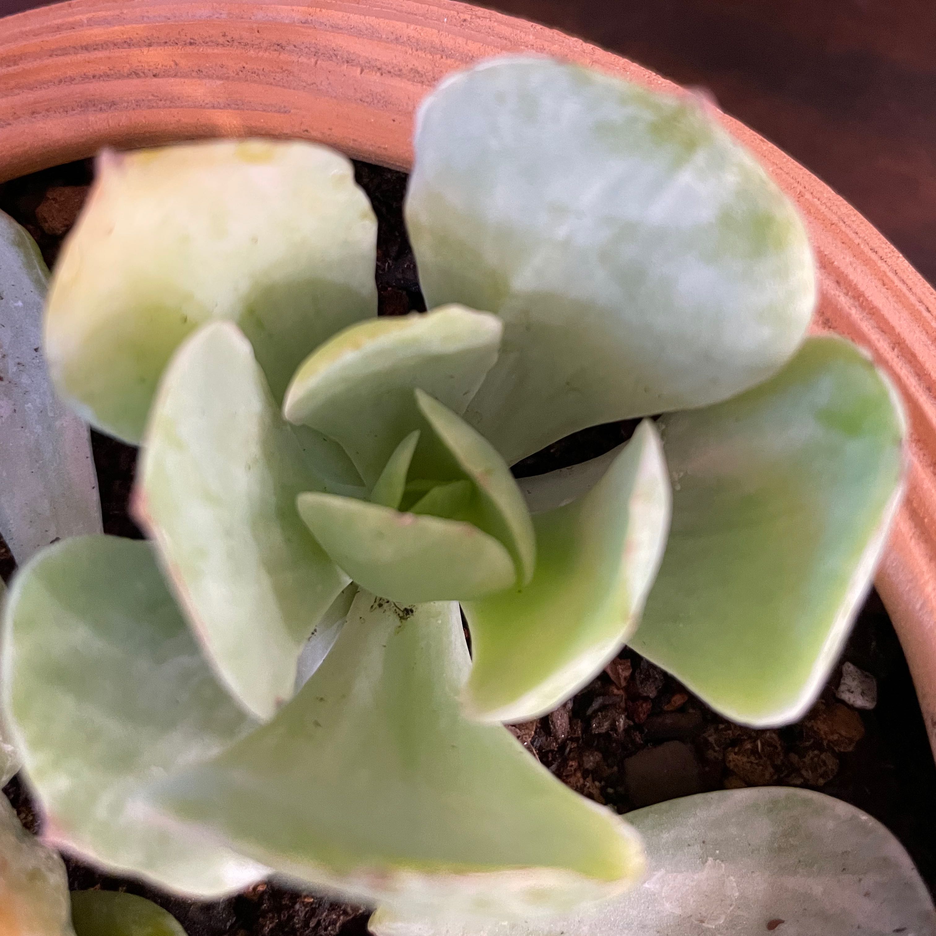 Photo of the plant species Peach Pride Echeveria by @TexasBuckeye named Echeveria / Stella on Greg, the plant care app