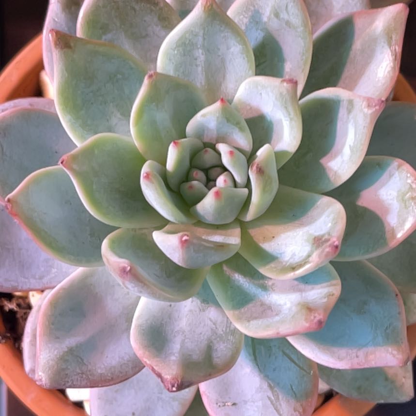 Photo of the plant species Echeveria 'Bluebird' by @TexasBuckeye named Echeveria Bluebird on Greg, the plant care app