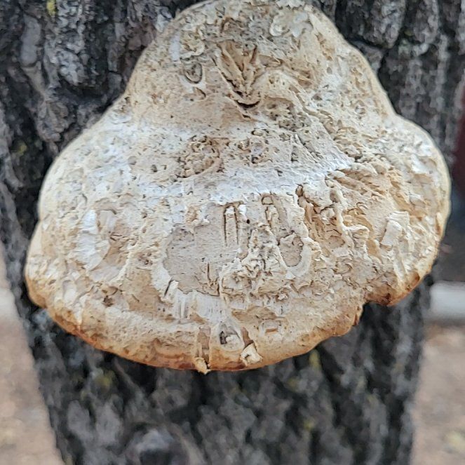 Photo of the plant species Beach Almond by @RegalDeerfern named Achilles on Greg, the plant care app