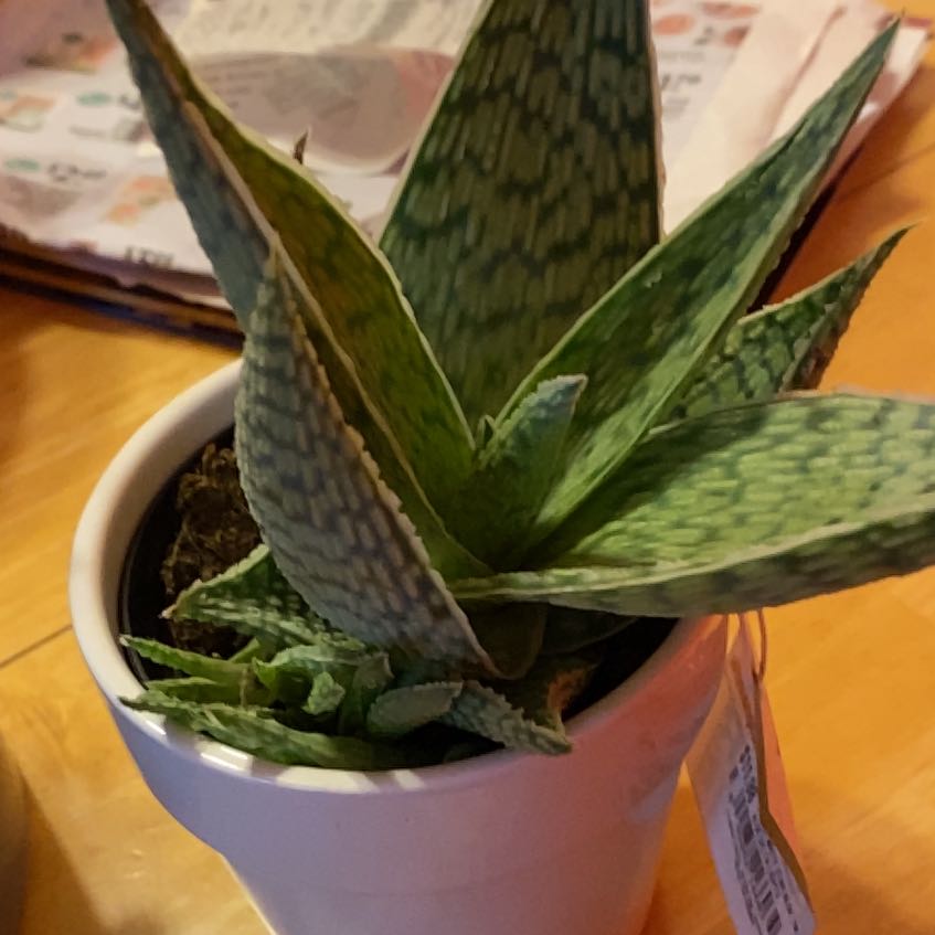 Photo of the plant species Aloe 'Bright Star' by @AmiableSalal named Surya on Greg, the plant care app