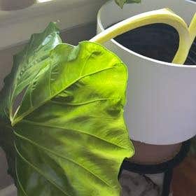 Photo of the plant species Alocasia Lutea by @ZingGray named Forrest on Greg, the plant care app