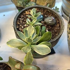 Photo of the plant species Money Maker by @ReveredPinkruby named da Vinci on Greg, the plant care app