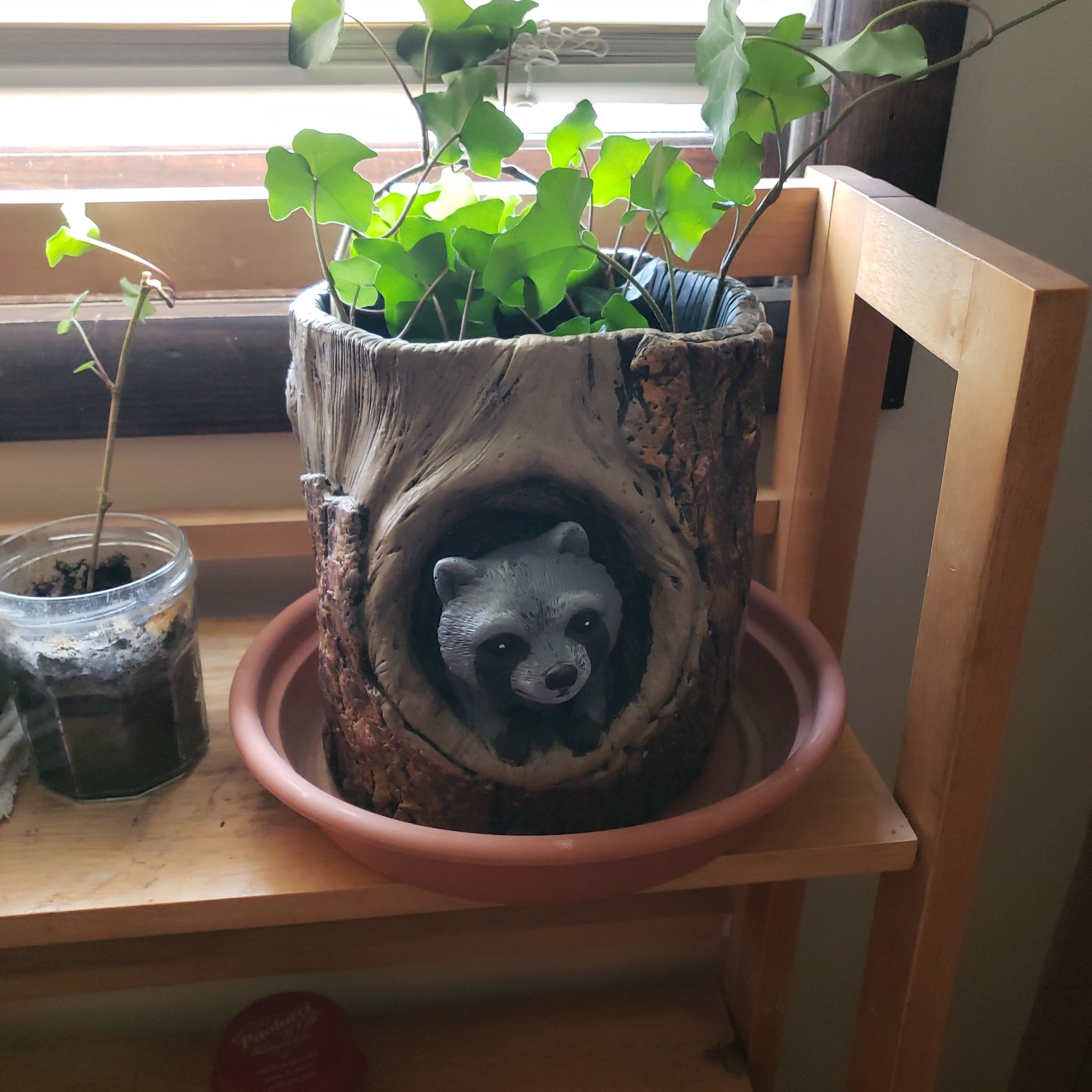 Photo of the plant species Baltic Ivy by @ZestfulCoconut named Xena on Greg, the plant care app