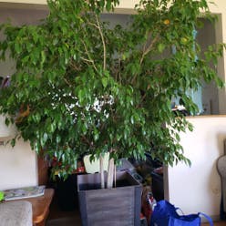 Weeping Fig plant