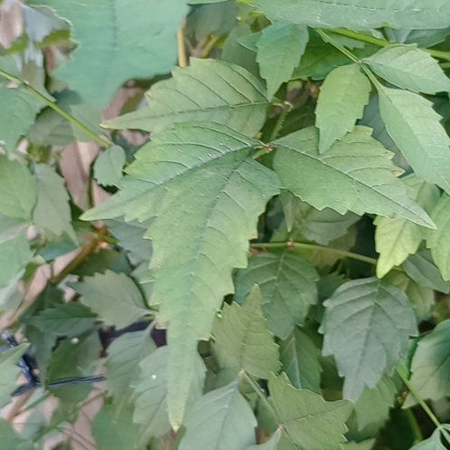 Photo of the plant species Trumpet Creeper by @FoxyWaxflower named Dolores on Greg, the plant care app