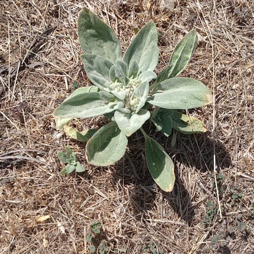 Photo of the plant species Mullein by @FoxyWaxflower named Huckleberry Fern on Greg, the plant care app