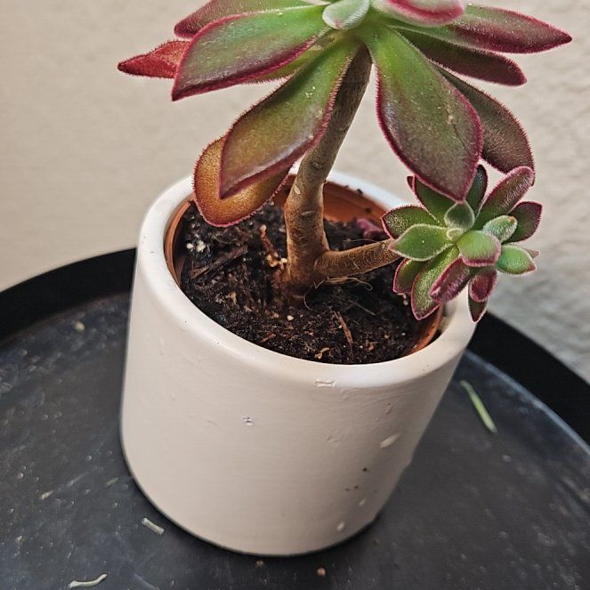 Photo of the plant species echeria red velvet sugar heart by @YoungChinaberry named Robert Plant on Greg, the plant care app