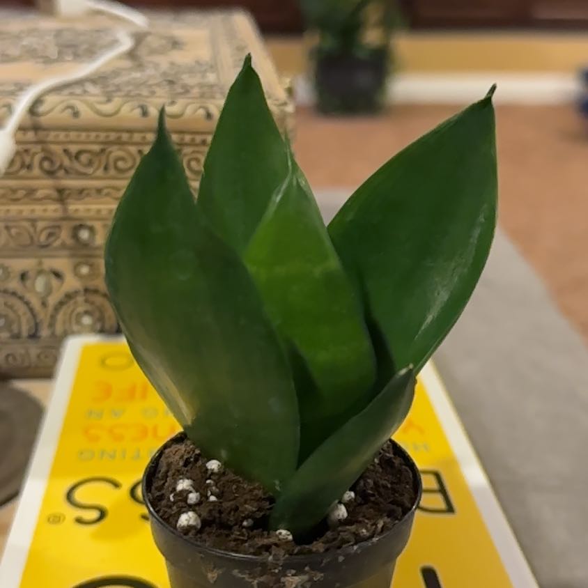 Sansevieria Black Dragon plant in a small pot with visible soil and healthy green leaves.