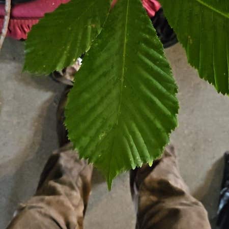 Photo of the plant species Conker Tree by @PragmaticMakole named Gobi on Greg, the plant care app