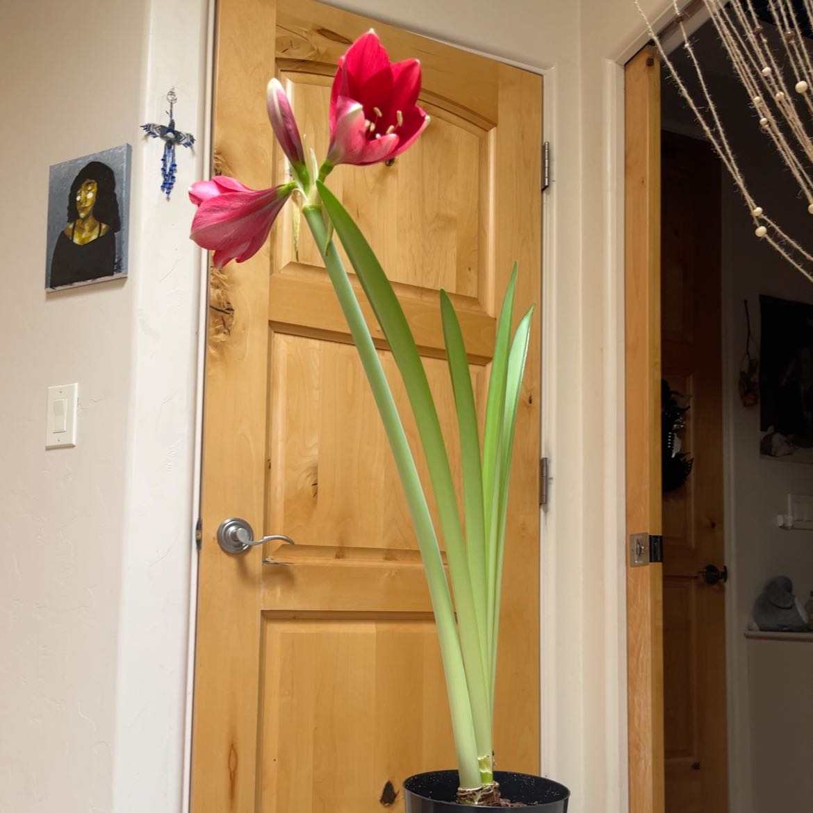 Potted Striped-Tubed Amaryllis with red flowers and green leaves in a household setting.