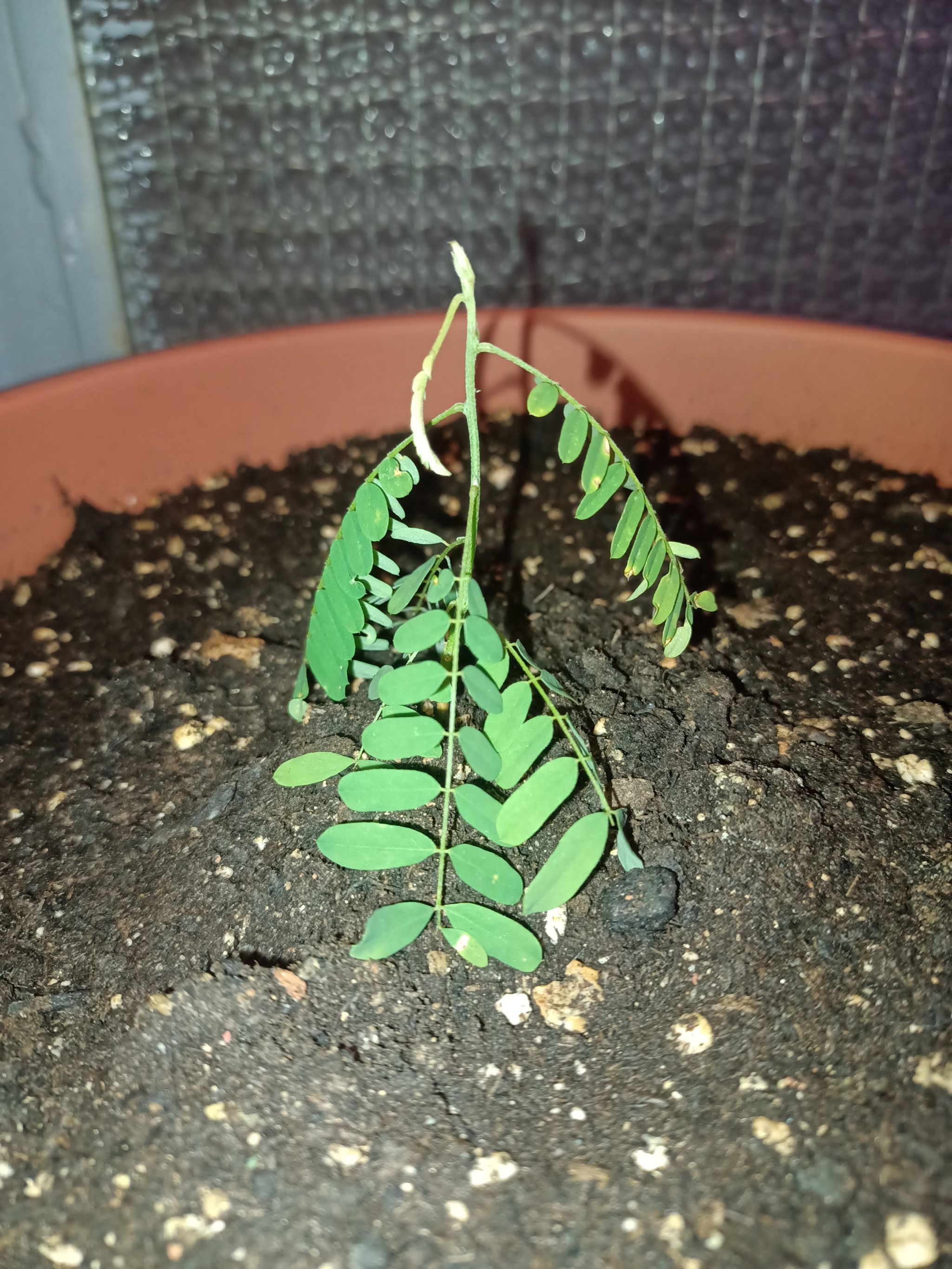 Photo of the plant species Rosary Pea by @SlickBluesedge named Heliostalakti on Greg, the plant care app