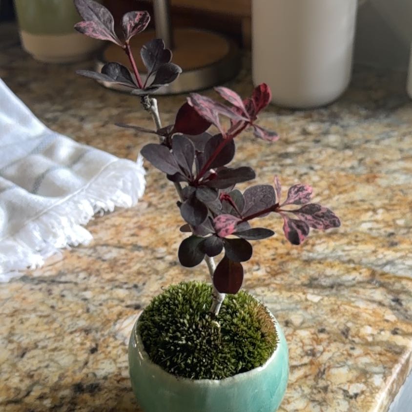 Photo of the plant species Japanese Barberry by @TastySoursop named Aria on Greg, the plant care app