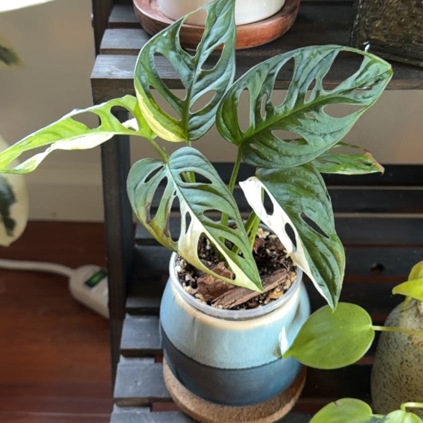 Photo of the plant species Monstera Adonsonii sp. 'Double Windows' Albo Varigated by @TastySoursop named Shakira on Greg, the plant care app