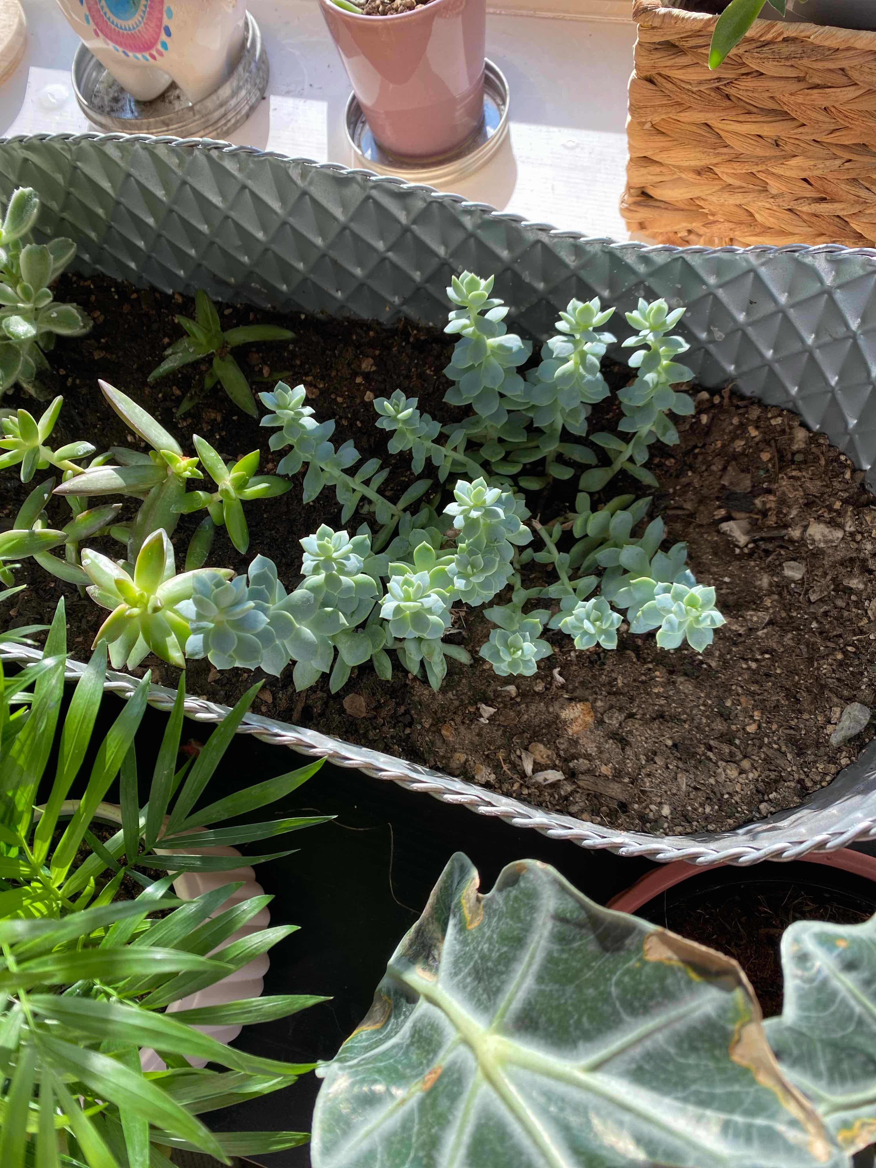 Painted Lady plant in a rectangular planter with other plants, soil visible.