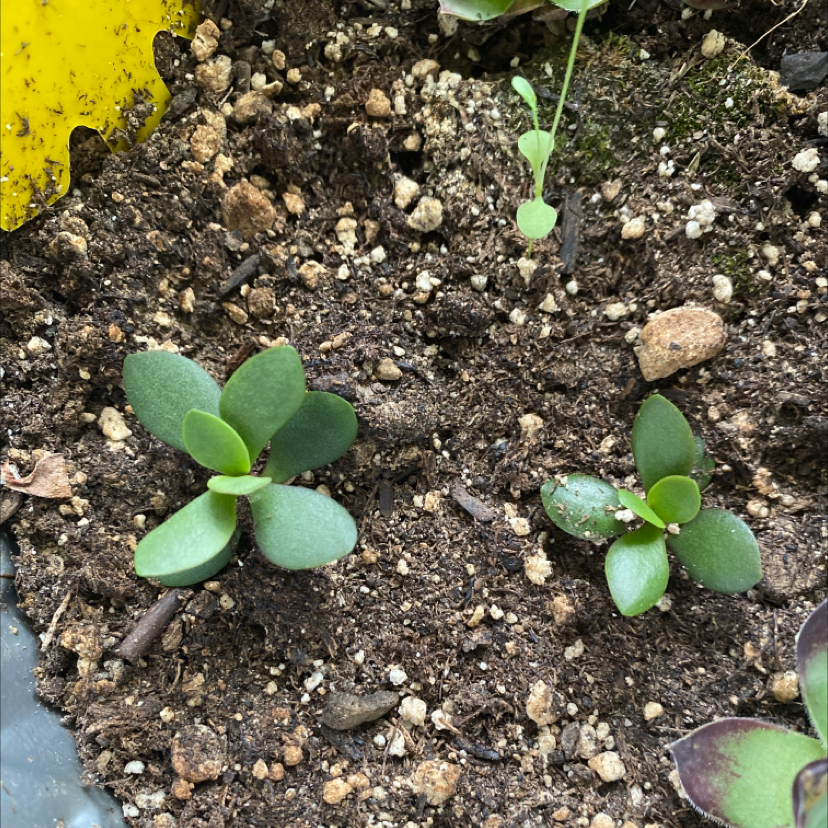 Lucky Plant plant photo by @cayleems57 named Leonardo on Greg, the plant care app.