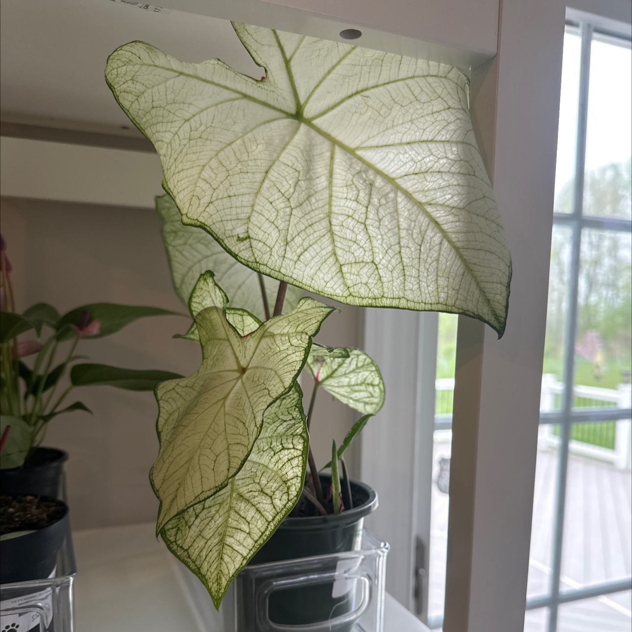 Photo of the plant species Angel Wings 'Candidum Junior' by @Kanakala named Oscar on Greg, the plant care app