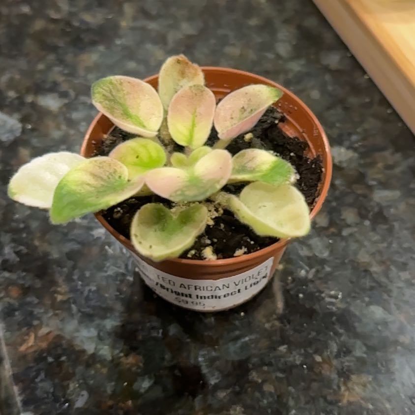 Photo of the plant species Variegated African Violet by @Kanakala named Shakira on Greg, the plant care app