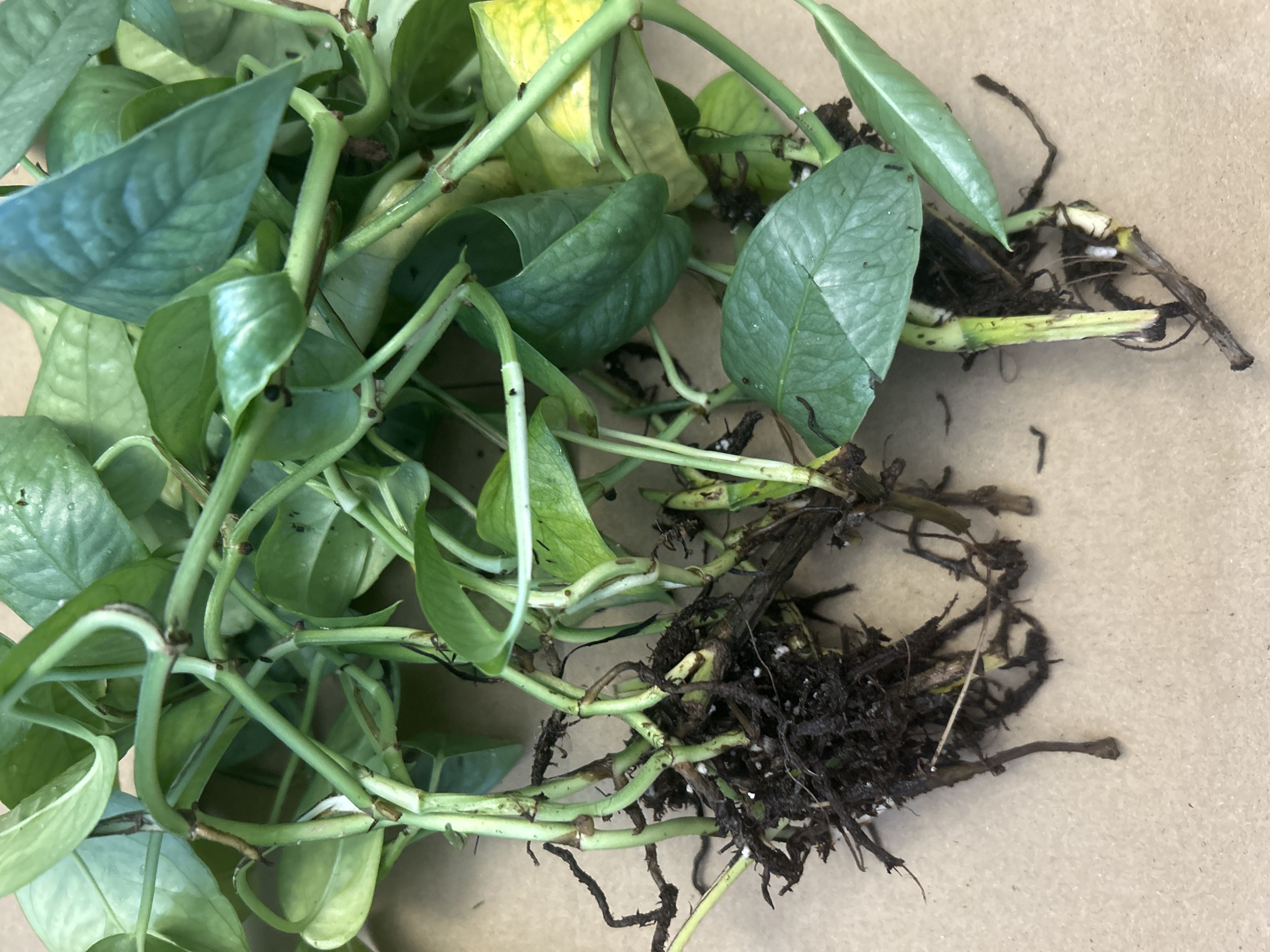 Root Rot?