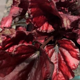 Photo of the plant species Begonia Beleaf® 'Inca Flame' by @NewPlantMama13 named Terra on Greg, the plant care app