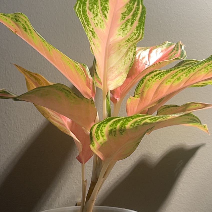 Plant care for Arrowhead Plant on Greg, the plant care app