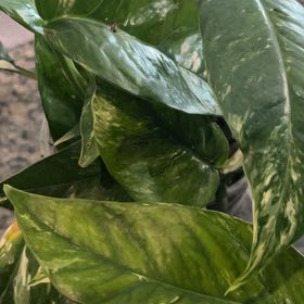 Photo of the plant species Epipremium Albo by @NewPlantMama13 named Wall-E on Greg, the plant care app