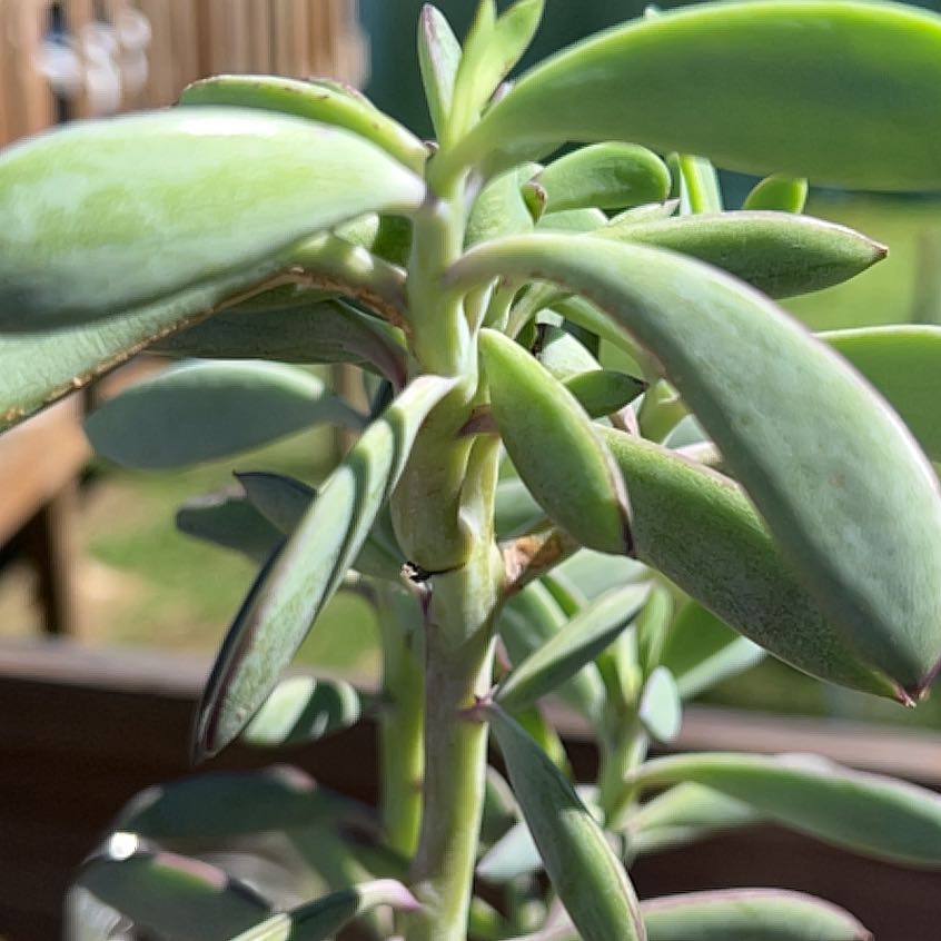Healthy Vertical Leaf Senecio plant with elongated, fleshy leaves.