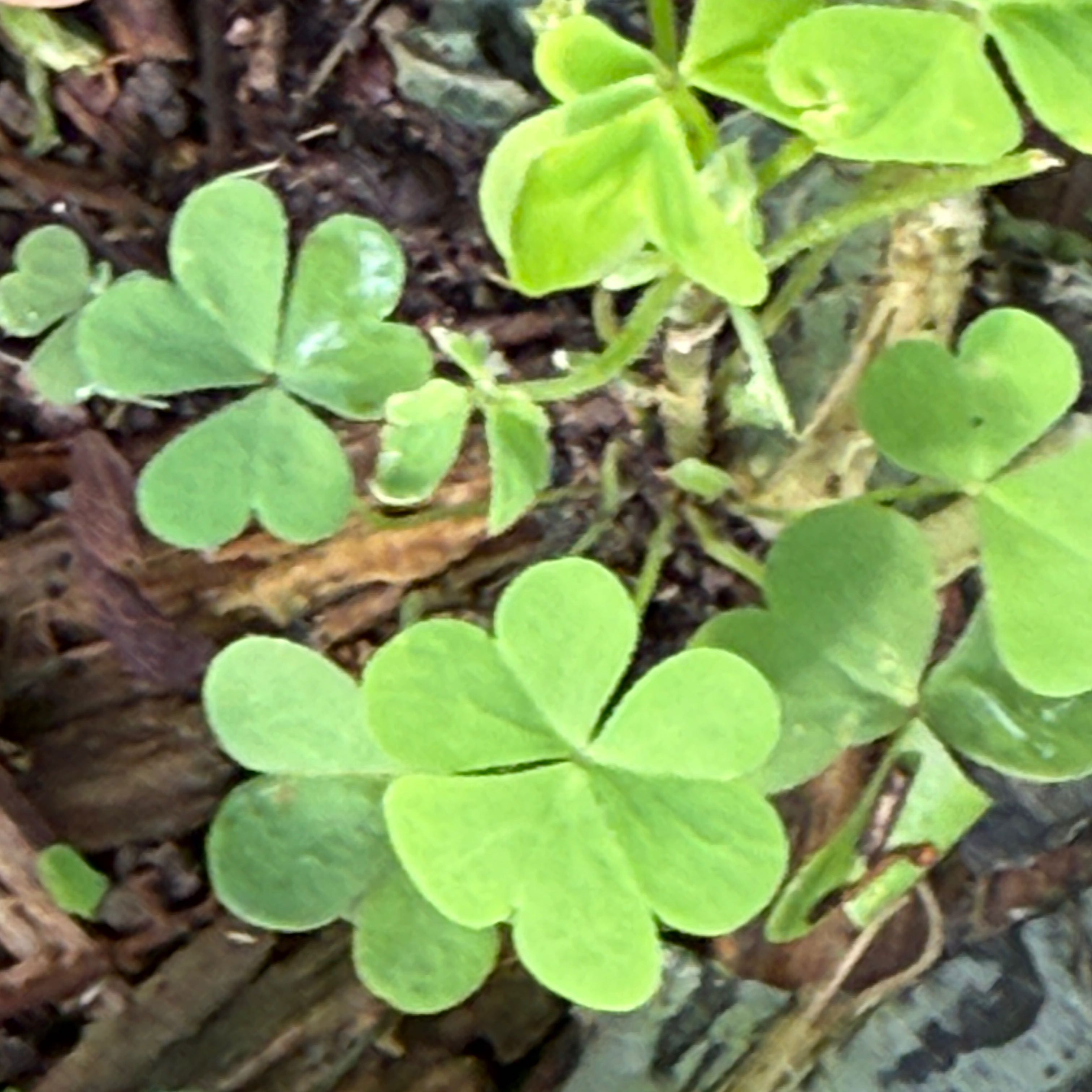 Photo of the plant species European Woodsorrel by @BabyGinkotree named Beyonce on Greg, the plant care app