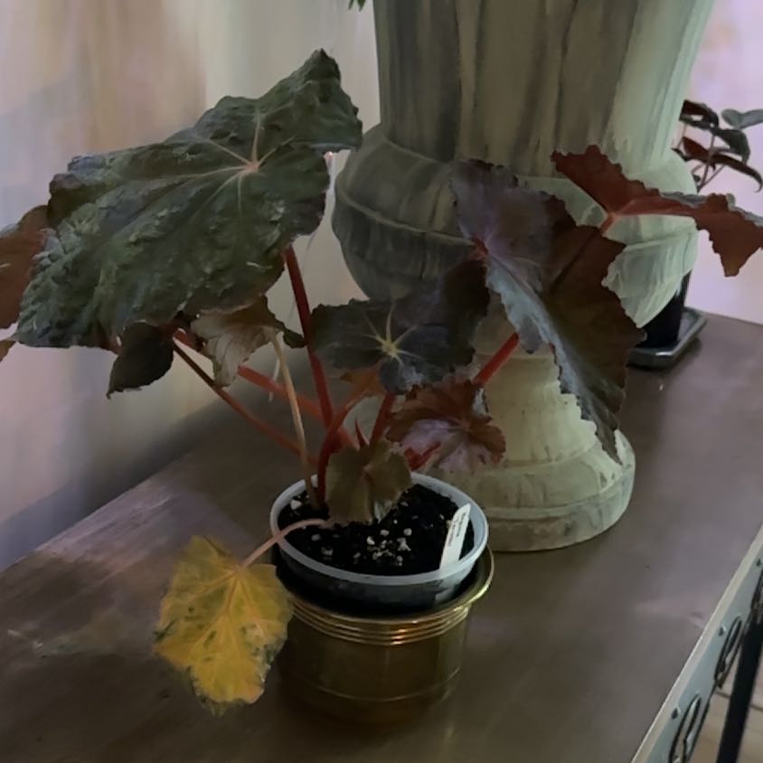 Photo of the plant species Begonia taconite by @ConcordantRosea named Kobe on Greg, the plant care app