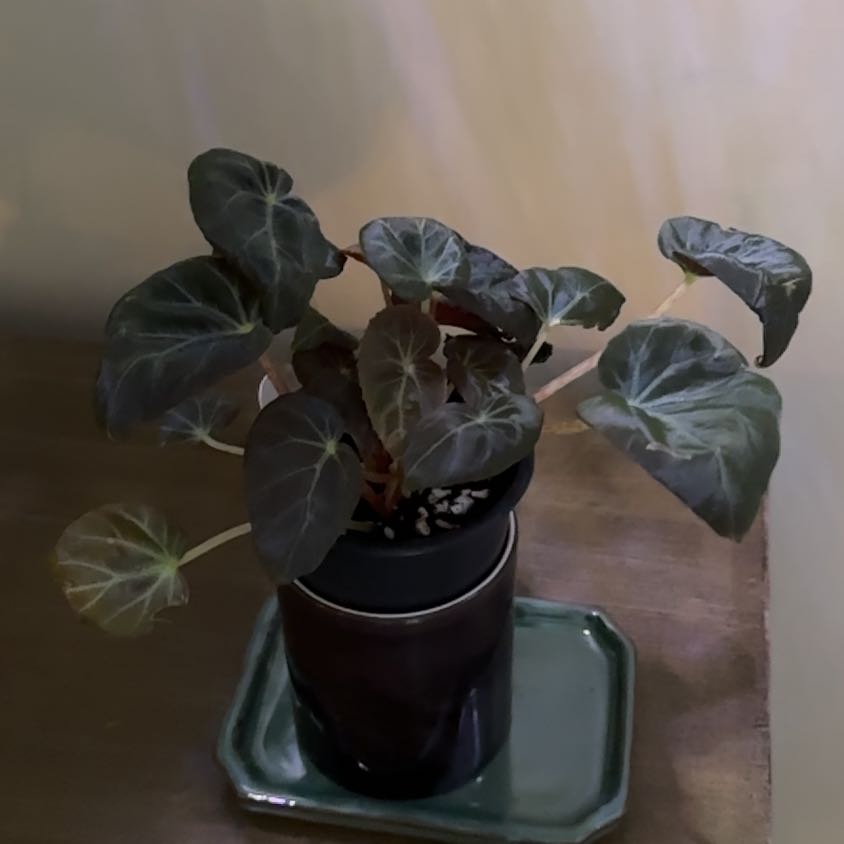 Photo of the plant species Burkill's Begonia by @ConcordantRosea named Luna on Greg, the plant care app