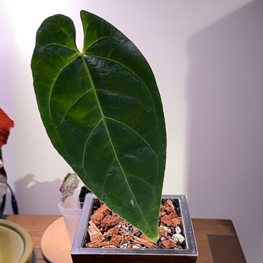 Photo of the plant species Ace of Spades by @ConcordantRosea named Robert Plant on Greg, the plant care app