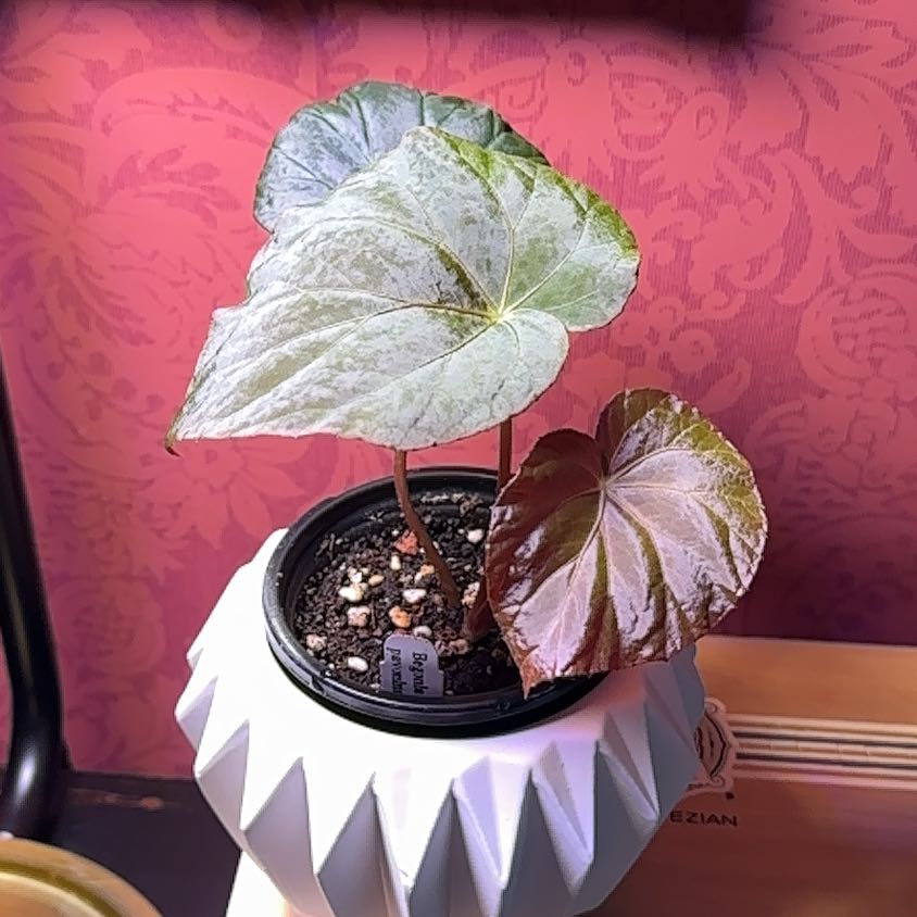 Photo of the plant species Peacock Begonia by @ConcordantRosea named Gregarious on Greg, the plant care app