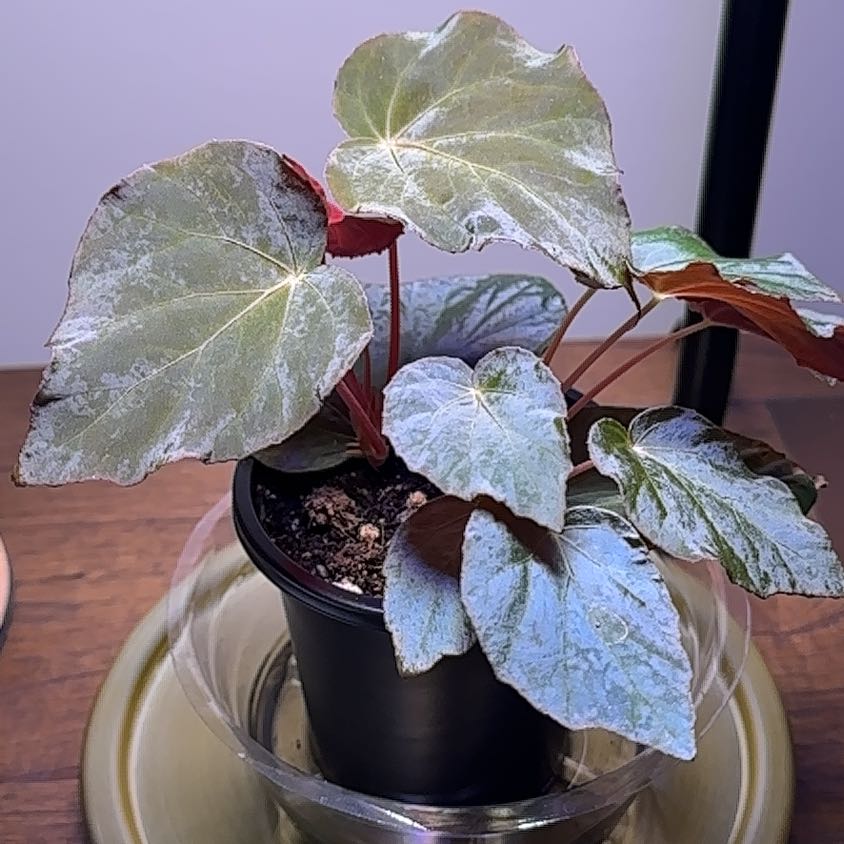 Photo of the plant species Peacock Begonia by @ConcordantRosea named Coco on Greg, the plant care app