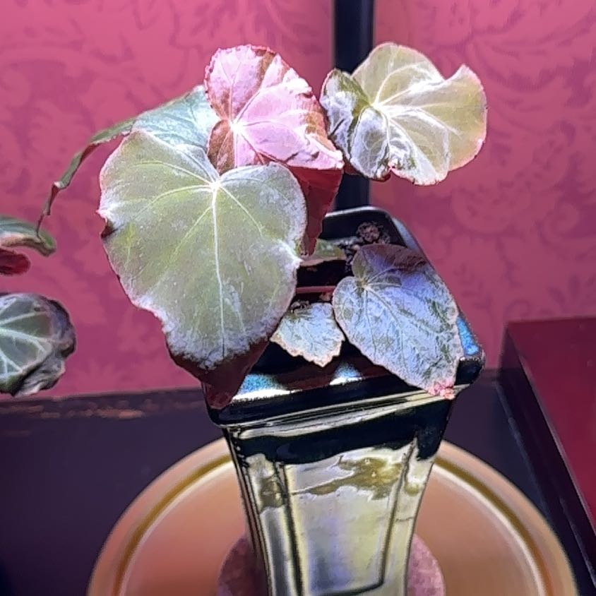 Photo of the plant species Peacock Begonia by @ConcordantRosea named Spike Leaves on Greg, the plant care app