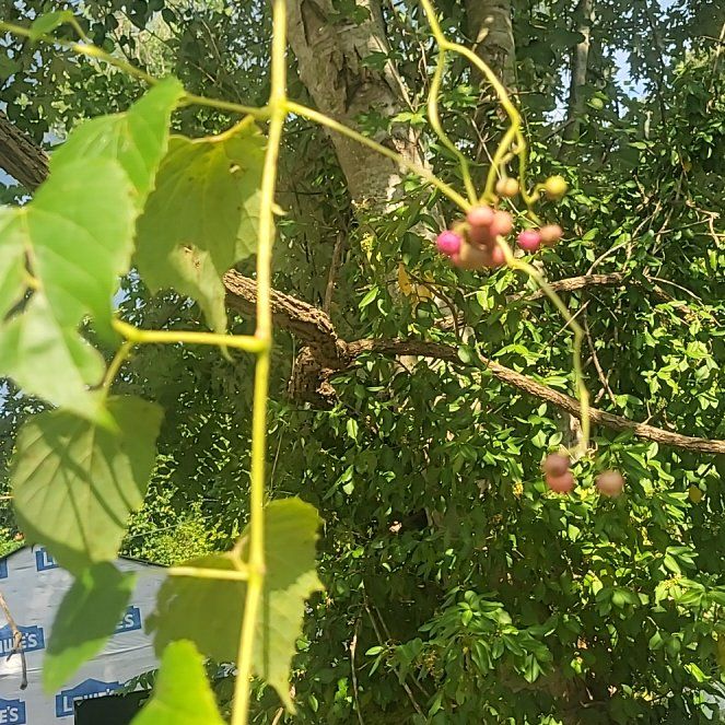 Photo of the plant species False Grape by @HealthfulHoya named Bella on Greg, the plant care app