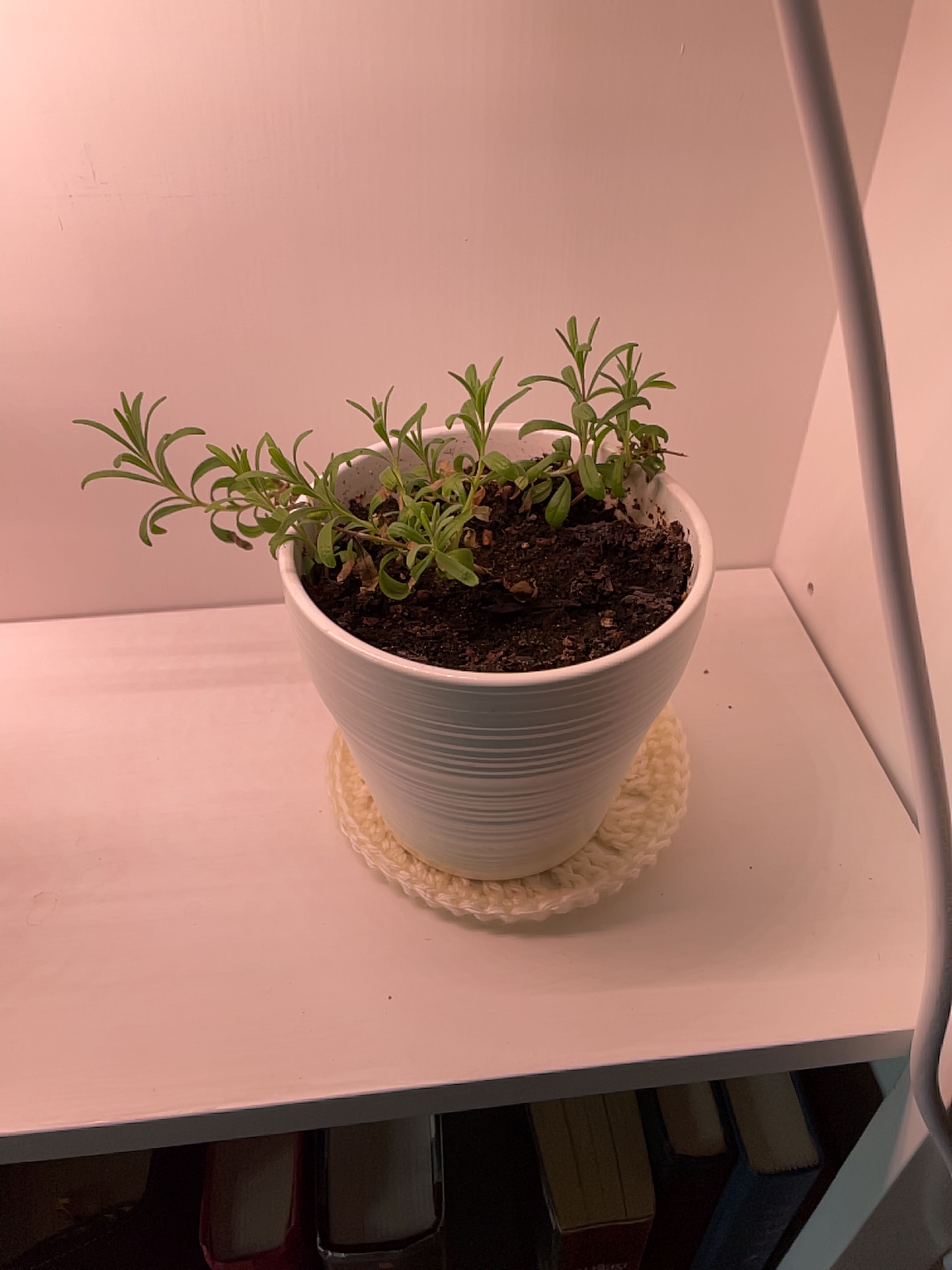 Potted English Lavender plant on a white surface with visible soil.