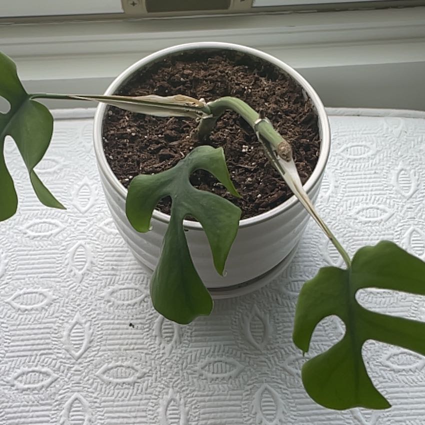 Potted Mini Monstera plant with some leaf discoloration and visible soil.