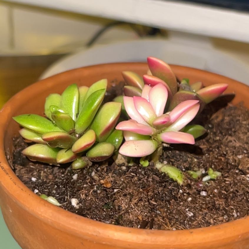 Potted Anacampseros telephiastrum 'Variegata' with healthy green and pink variegated leaves.