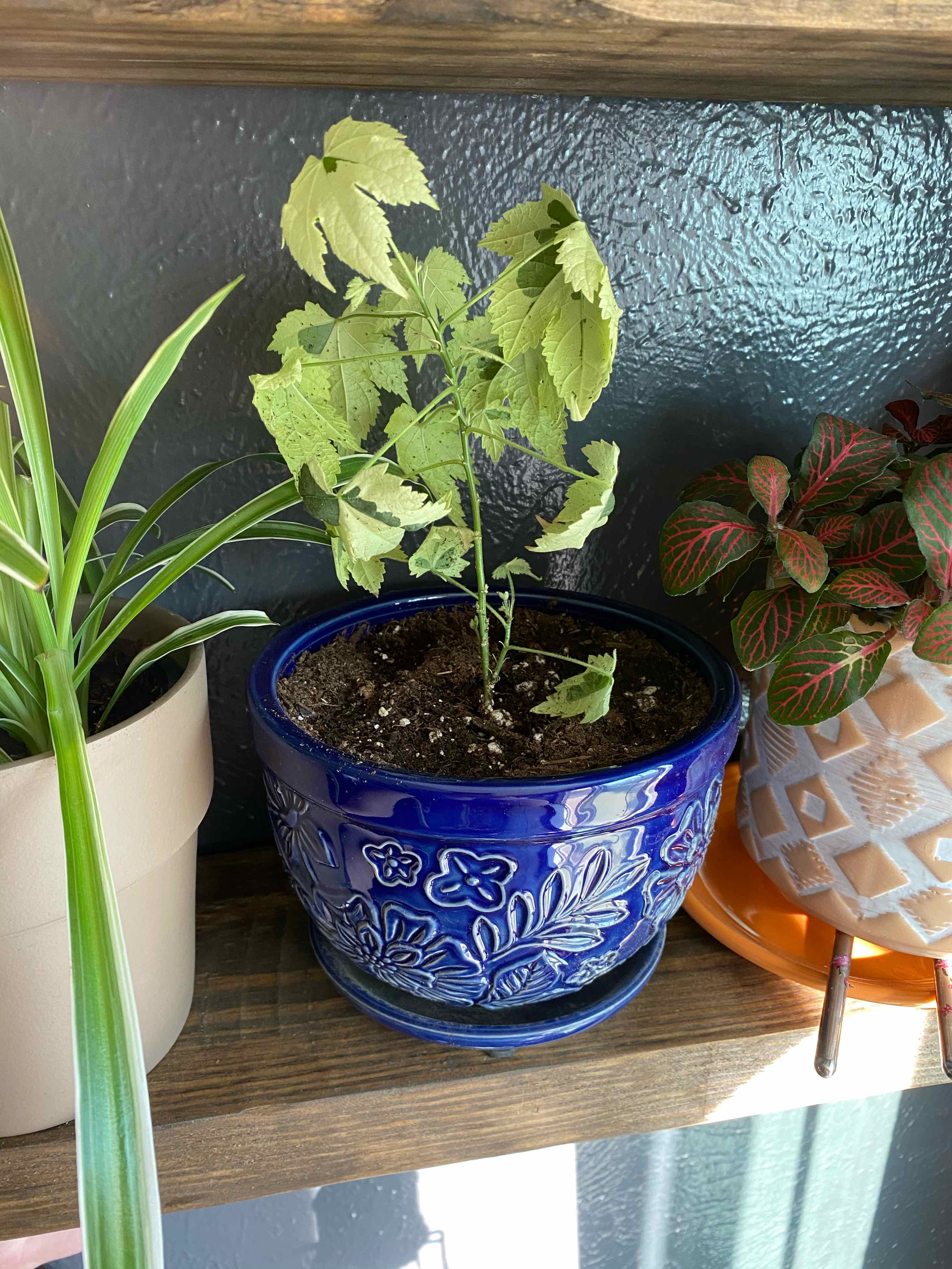 Abutilon Pictum plant in a blue pot with some yellowing and browning leaves on a wooden shelf.