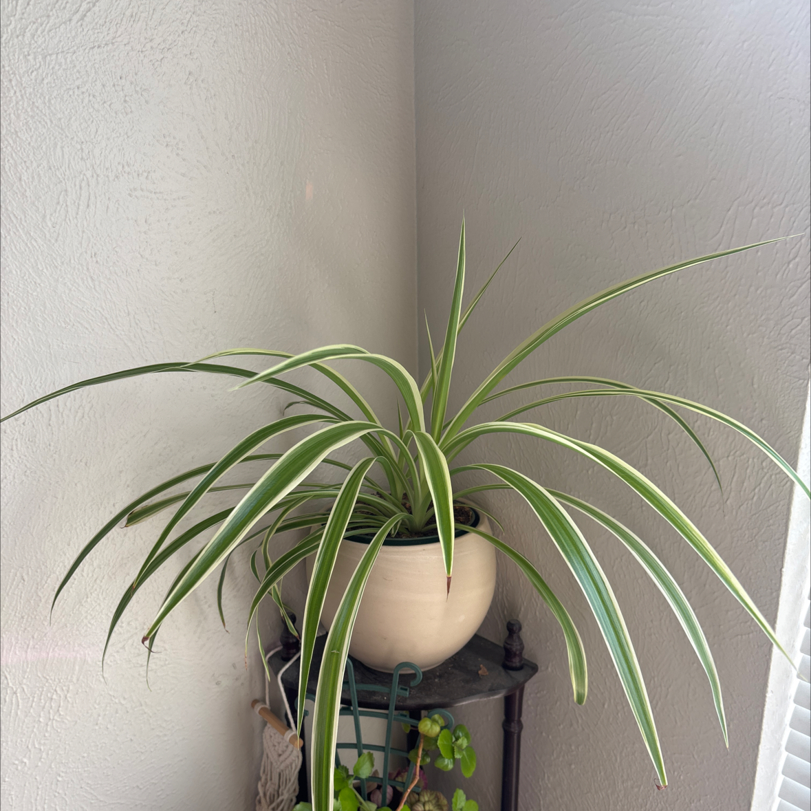 Photo of the plant species Spider Plant 'Variegatum’ by @ZombologistJ named Doc on Greg, the plant care app