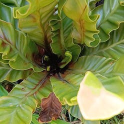 Bird's Nest Fern plant