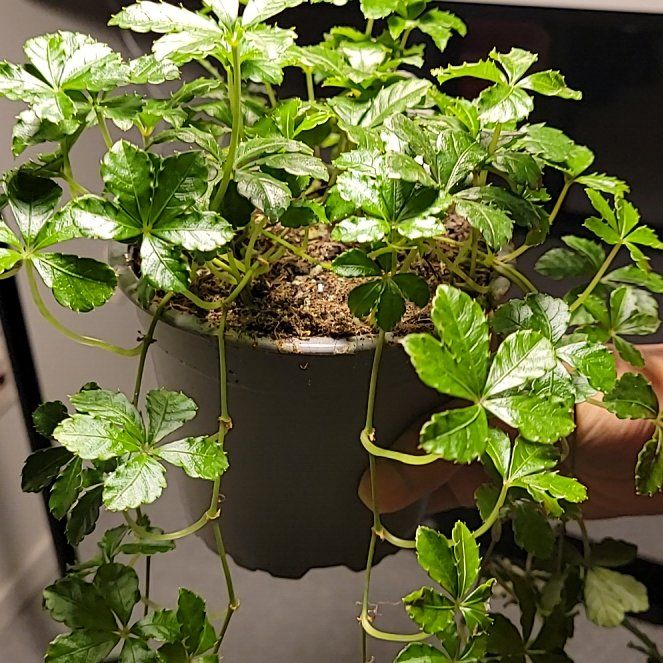 Photo of the plant species Cissus striata by @PremiumBroccoli named Cori on Greg, the plant care app