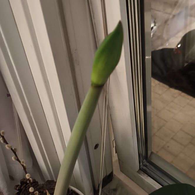 Photo of the plant species Paperwhite by @PremiumBroccoli named Kardashian on Greg, the plant care app